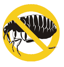 zwalczanie pluskiew