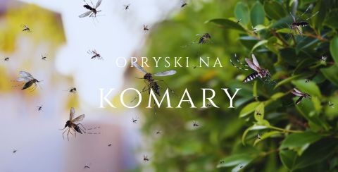 opryski na komary